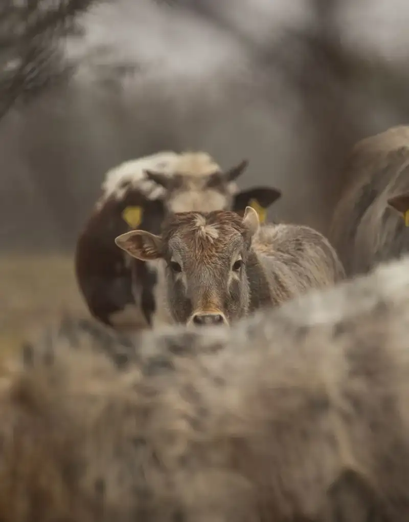 Cattle grazing in the Pampas