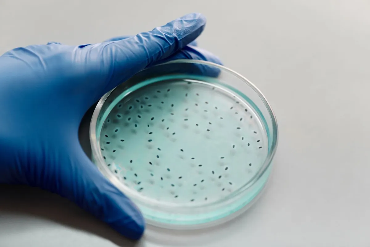 Microbial Alchemists: Reprogramming Nature's Nanofactories for Planetary Detoxification