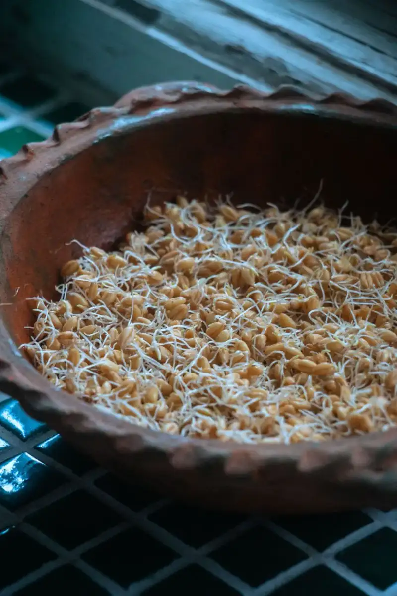 Sprouted lentils, a key ingredient in Misal Pav
