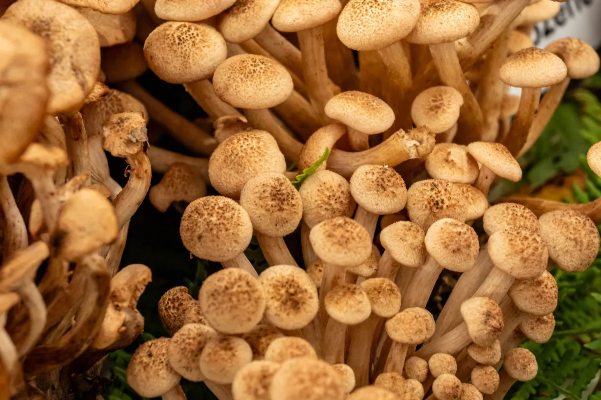 Koji spores on rice