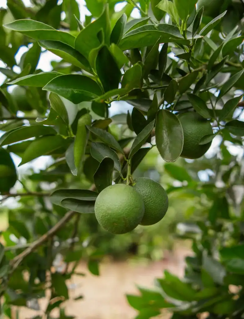 Piantagioni tropicali e limoni