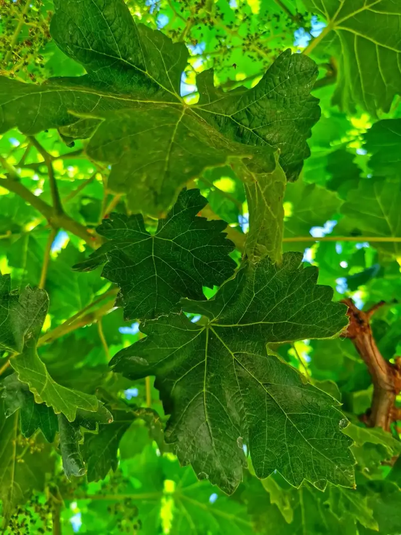 Mulukhiyah leaves being harvested