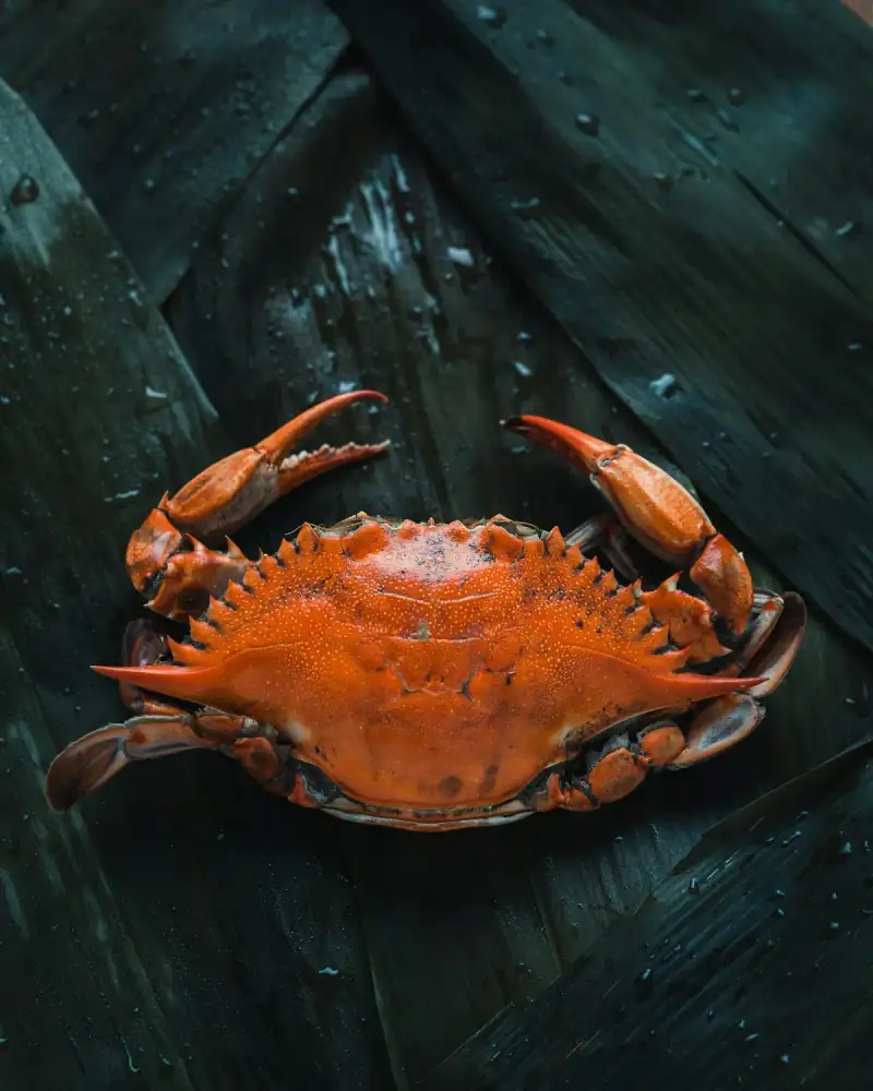 Peruvian Ceviche Revealed: The Ancient Citrus Alchemy That Transforms Seafood into a Nutritional Powerhouse (Part 2)