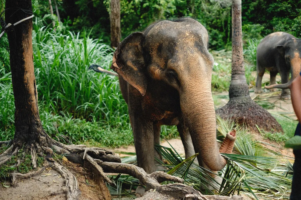 Elephant sanctuary nature