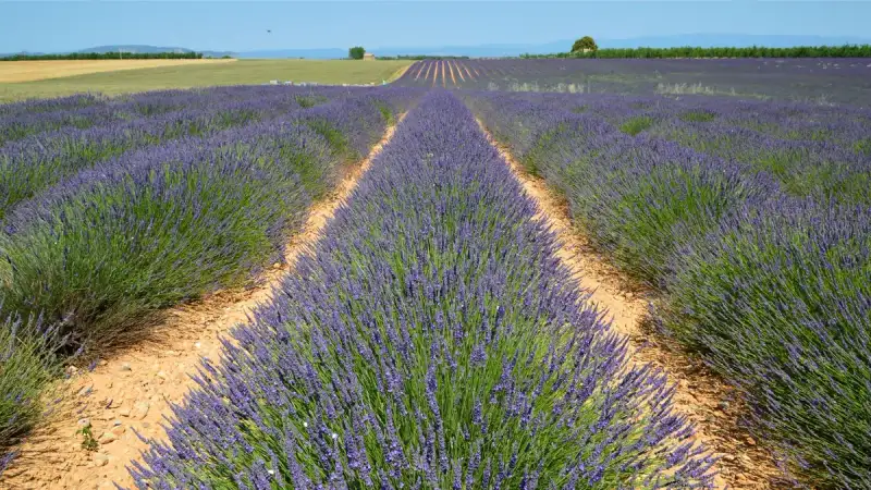 Herbs de Provence