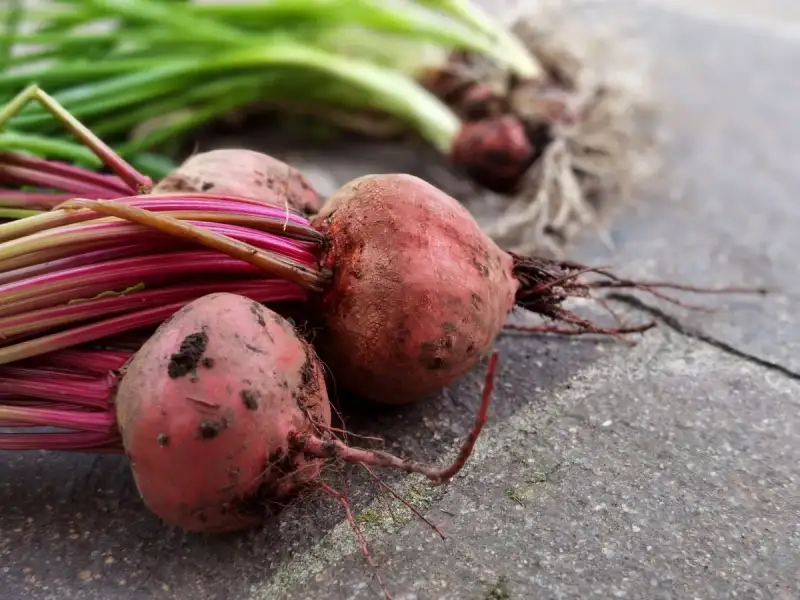 Beets are a rich source of dietary fiber