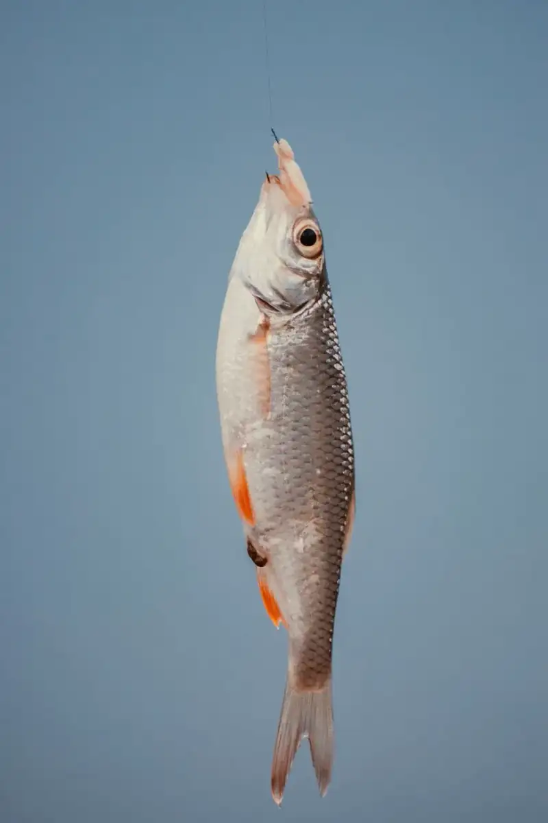 Salmon Kulebyaka: A Harmonious Union of Omega-3 Rich Fish, Buckwheat, and Herbs