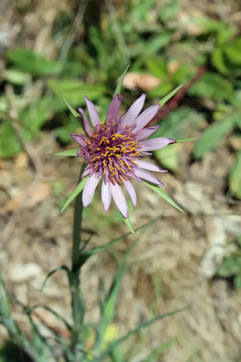 Salsify Flower
