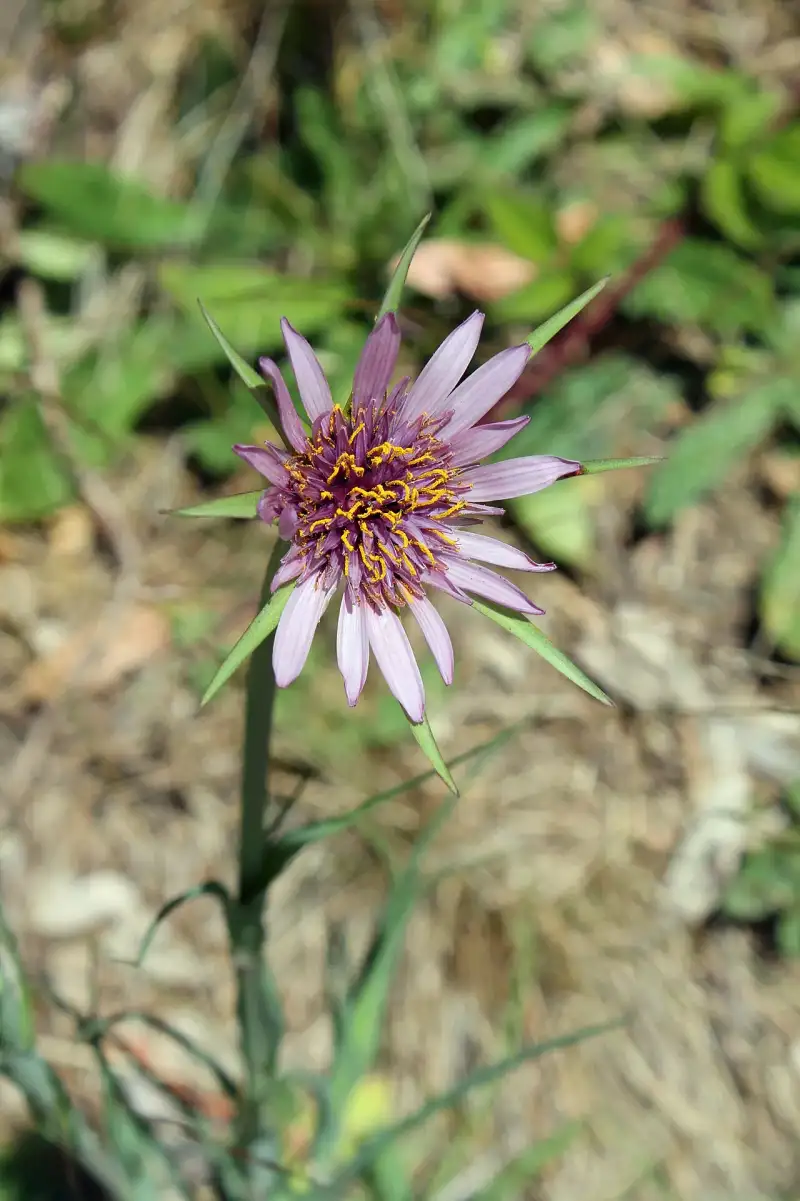 Salsify: The Oyster Plant's Whispering Secret Through Culinary Eras
