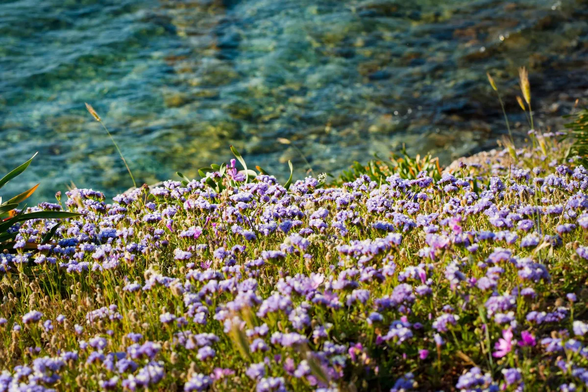 Nuragic landscape with wildflowers