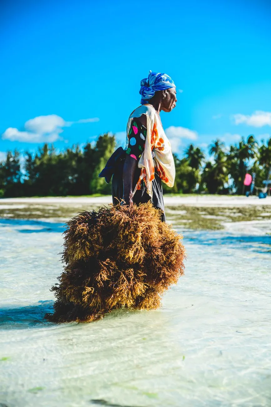 Seaweed harvest at sunrise