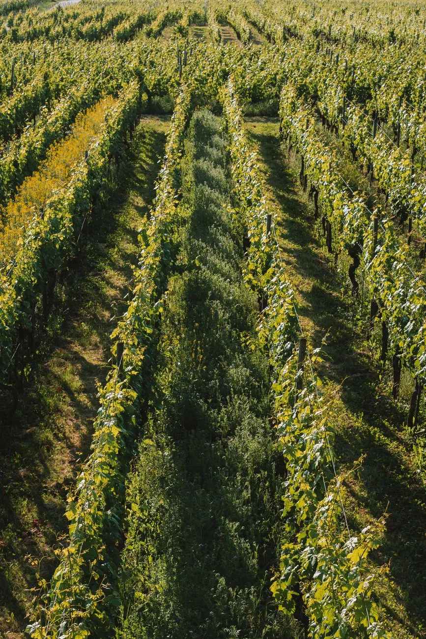 A vineyard in Bordeaux with rows of grapevines stretching into the distance