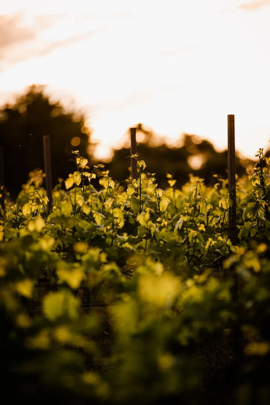 A sunset over a French vineyard, with rows of grapevines stretching into the horizon