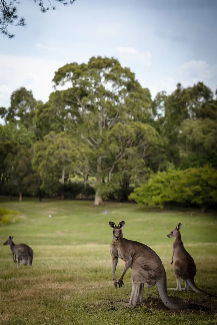 Sogno Australiano: Un Viaggio Attraverso le Meraviglie del Paese dei Canguri