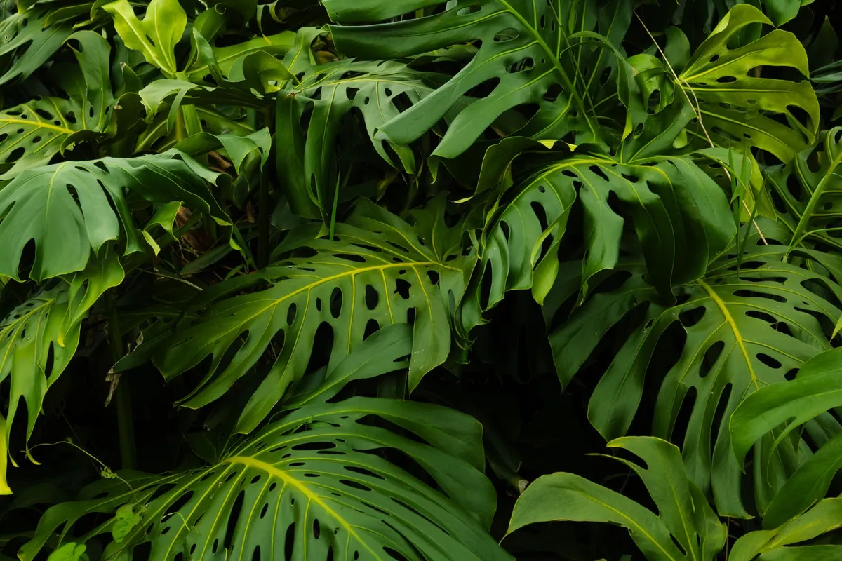 Foresta pluviale