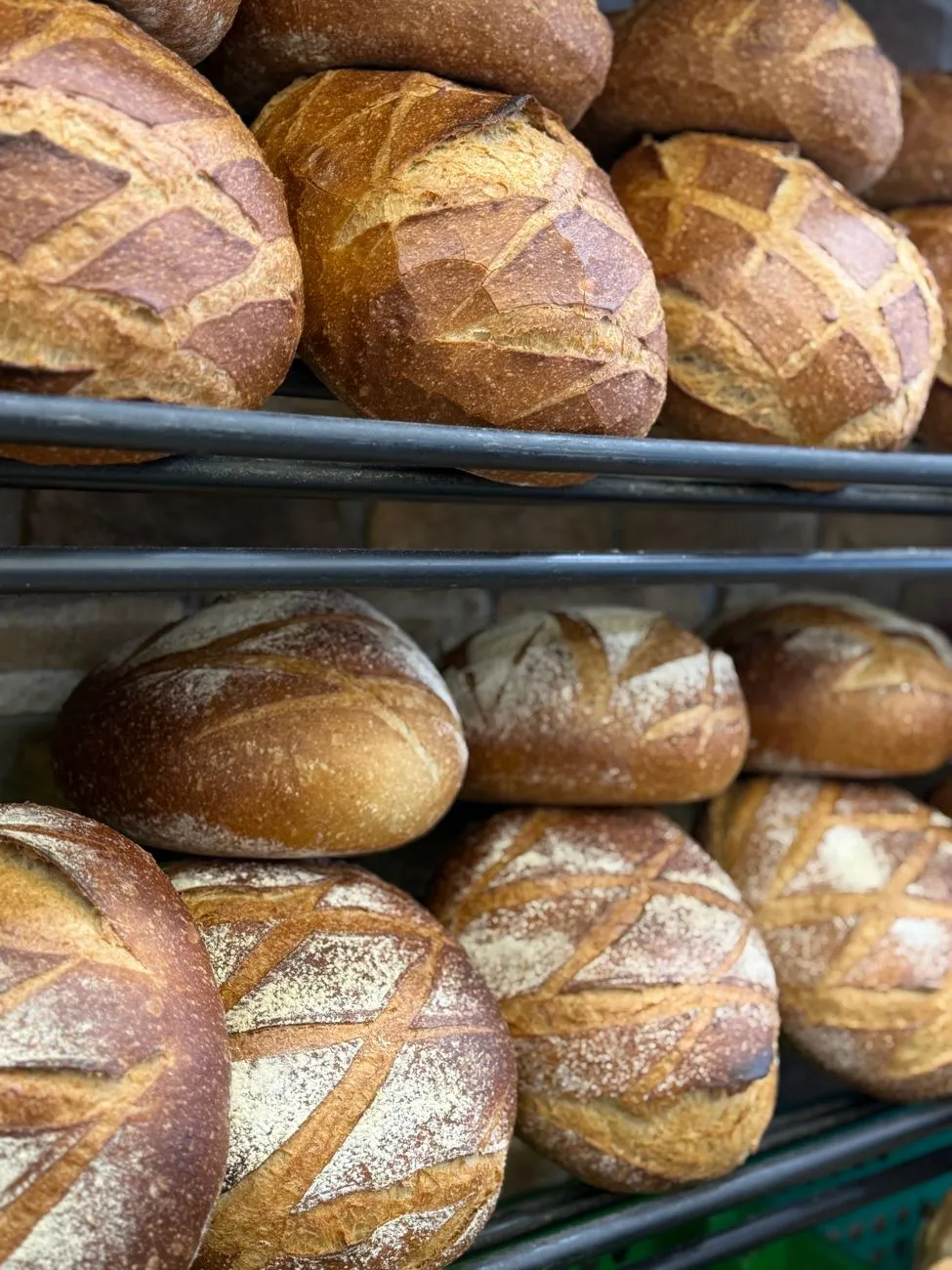 A freshly baked sourdough loaf being removed from a Dutch oven, with steam rising