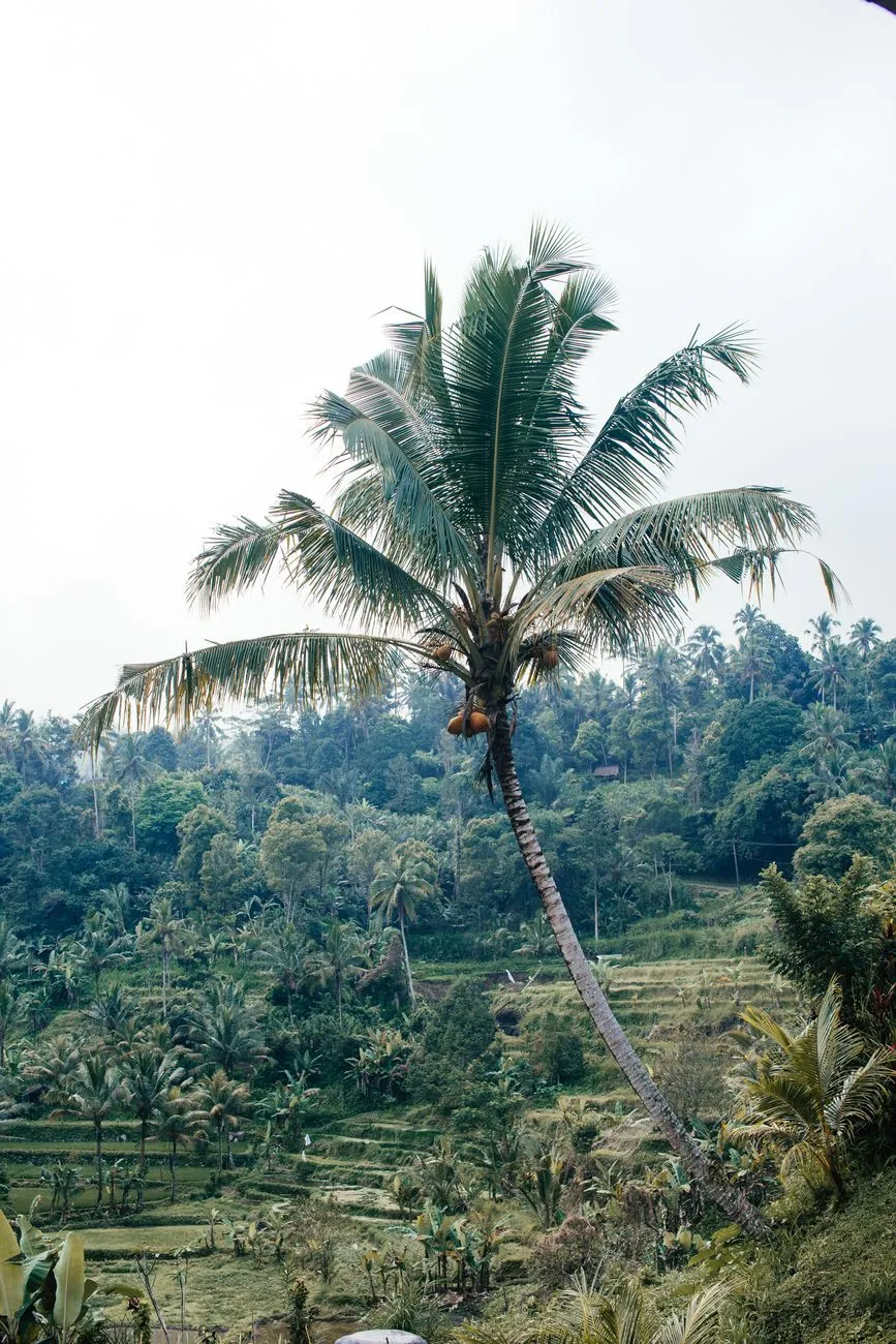 Rice terraces in Sidemen Valley Bali