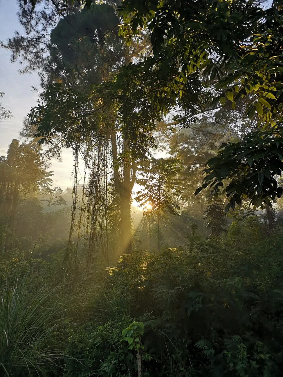 Sunrise over a misty Southeast Asian jungle