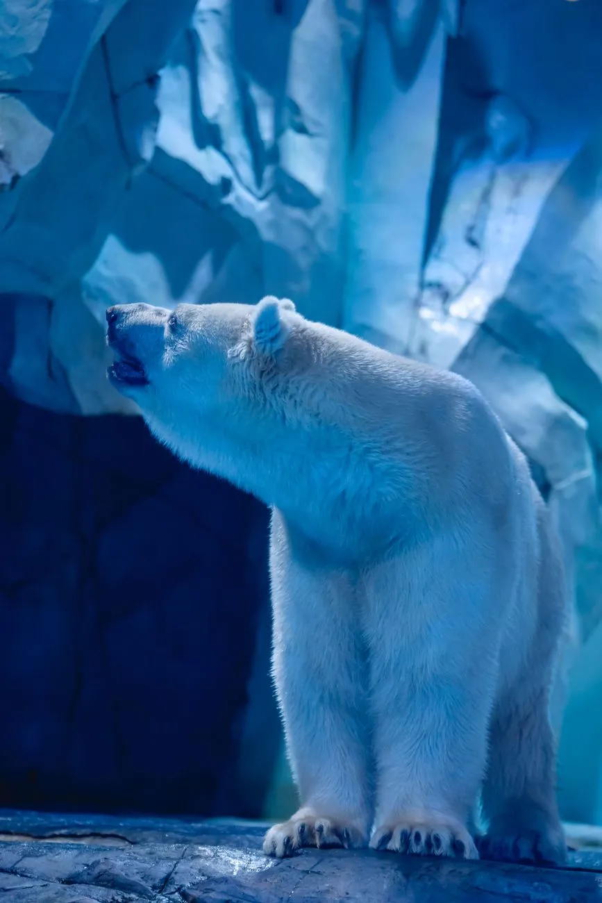 Polar bear walking on sea ice near Svalbard