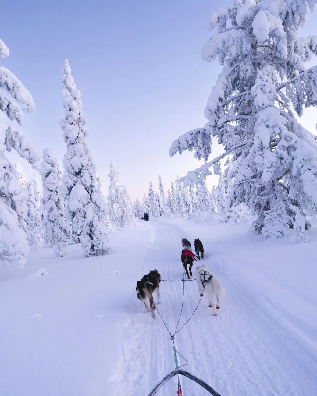 Dog sledding team racing across snowy tundra