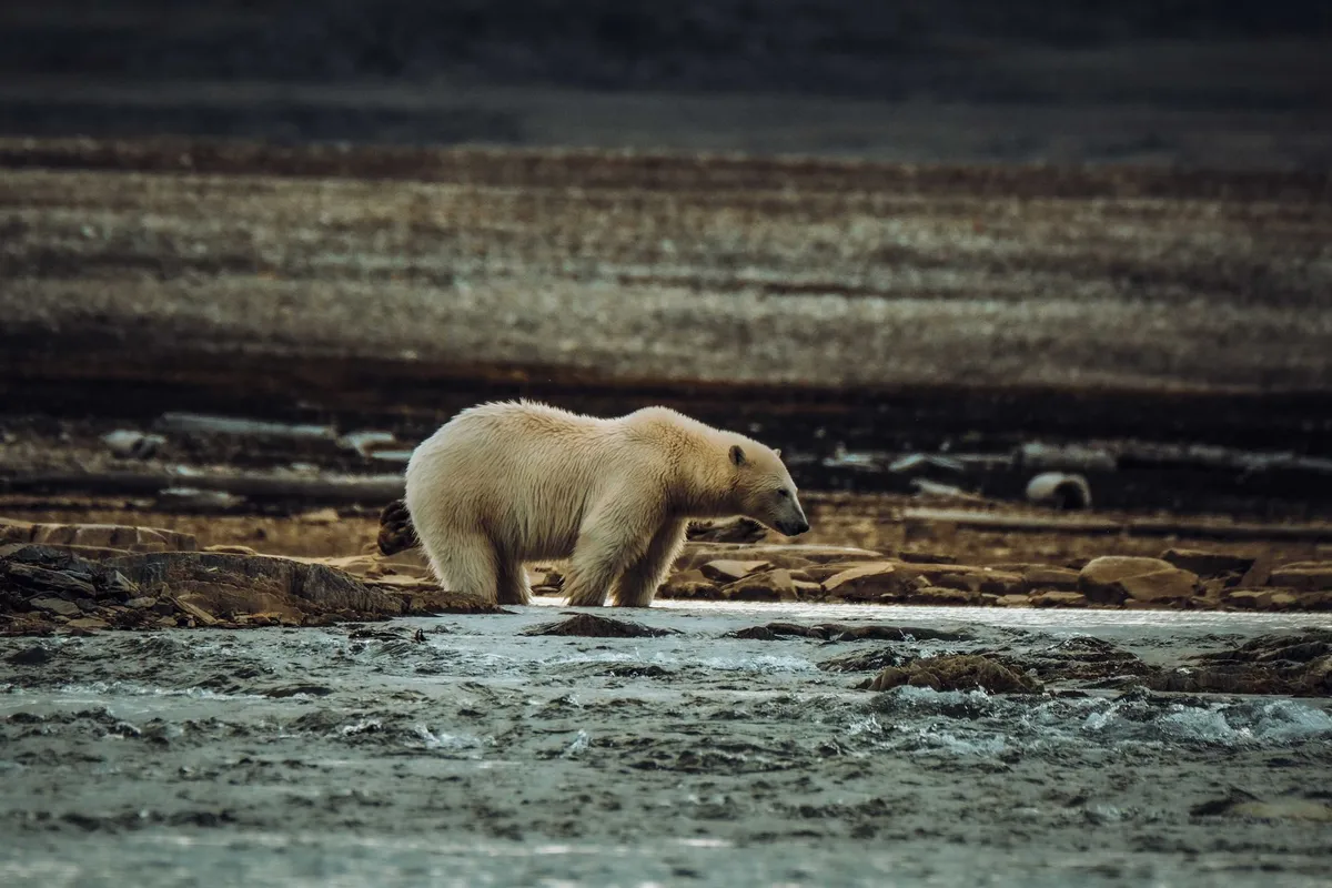Svalbard: Arctic Adventures Beyond the Northern Lights – A Remote Paradise for Explorers