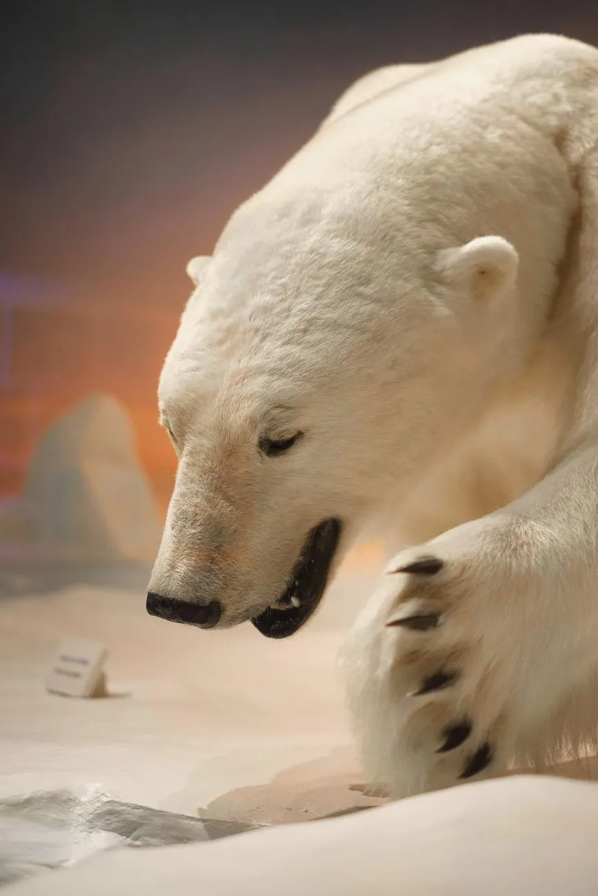 Polar bear warning sign in snowy landscape