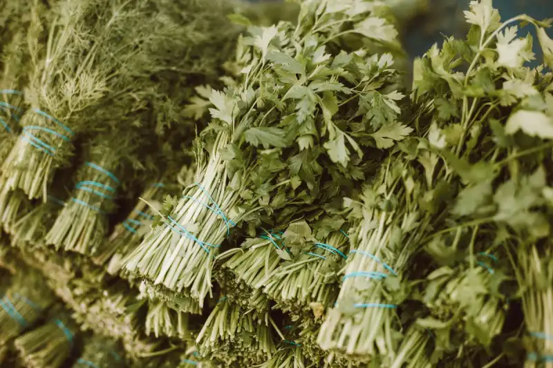 Fresh parsley, a key ingredient in Tabbouleh