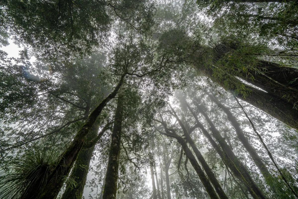 Tasmania's Tarkine Rainforest: Hiking Through Earth's Last Temperate Wilderness