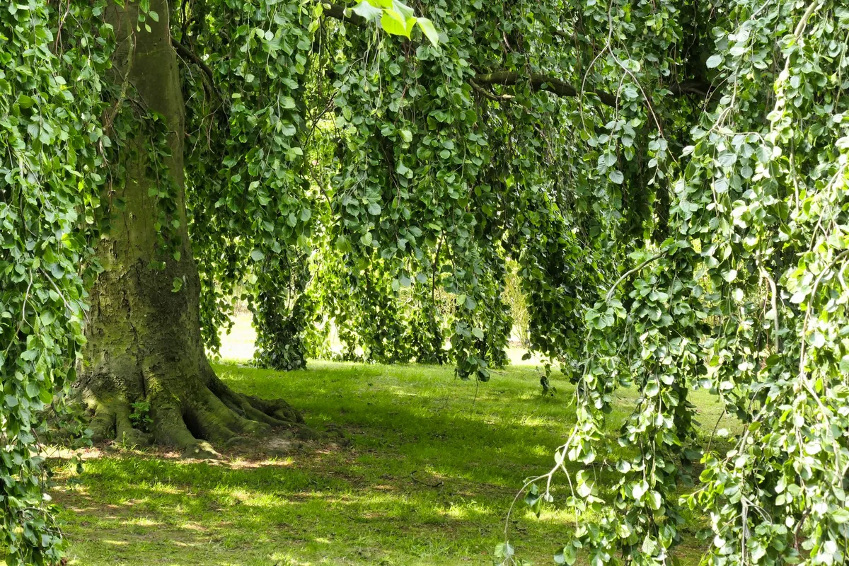 Ancient Myrtle Beech canopy