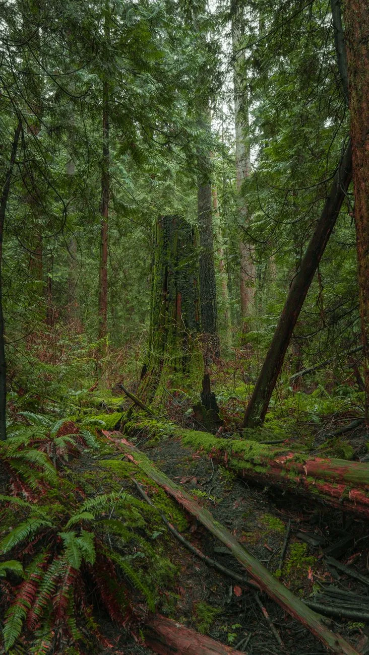 Moss‑covered forest floor with ferns