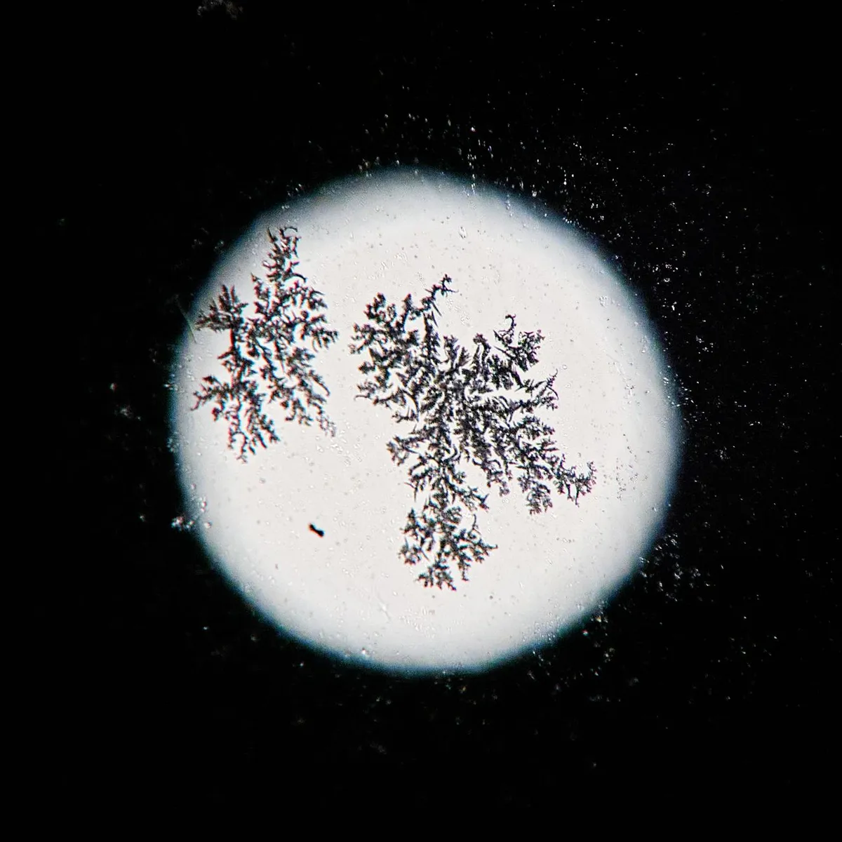 Microscopic view of sugar crystals and starch granules