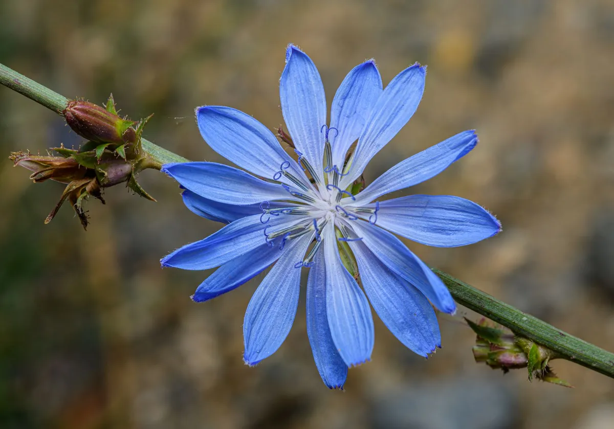 Chicory roots in a rustic kitchen