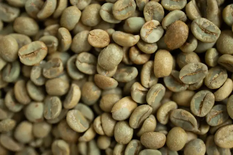 Freshly harvested green and dark coffee beans on display