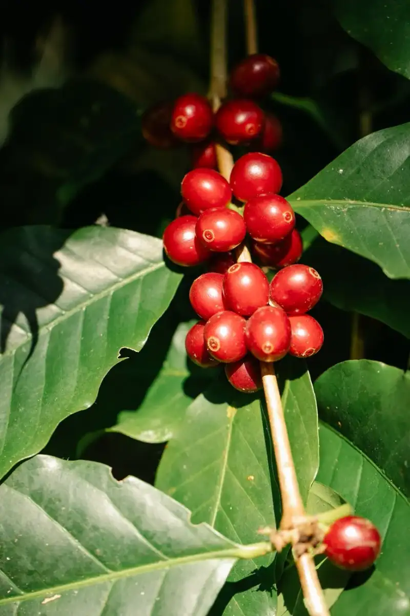 Workers tending to coffee crops in equatorial regions
