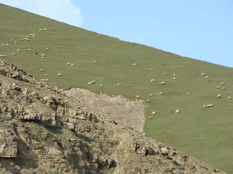 Faroese sheep grazing