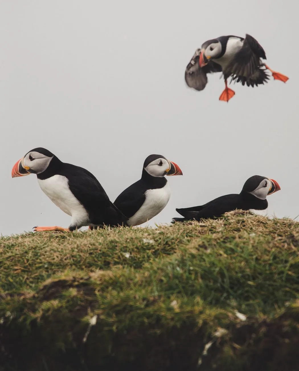 Puffins on Mykines Island