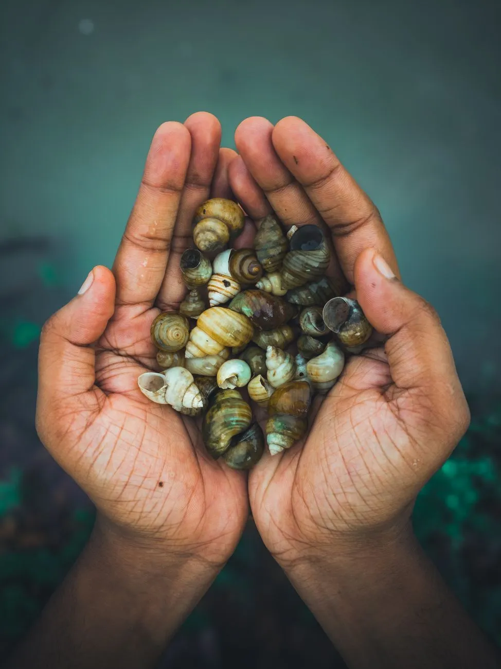 Close up of weathered hands holding a seashell found on a pebble beach, soft focus background