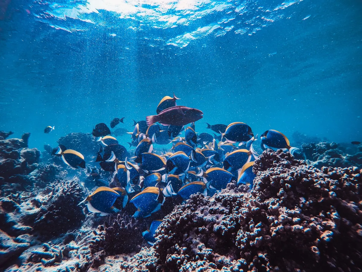 The breathtaking colors of the Australian Great Barrier Reef