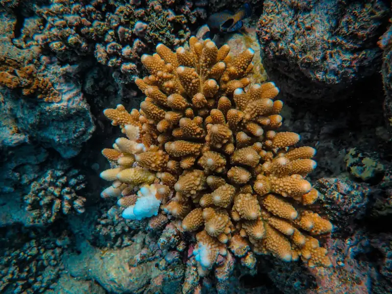 The Maldives: Where Overwater Bungalows Meet Coral Reef Conservation (Part 2)