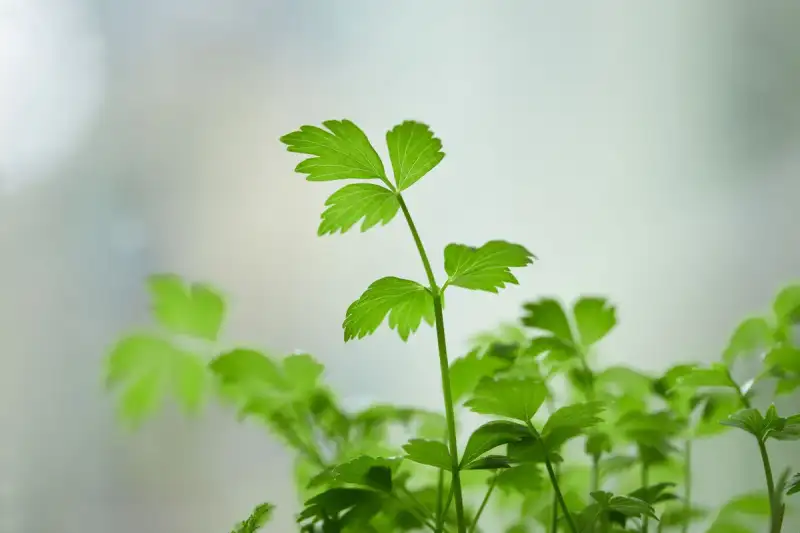 Close up of fresh garden herbs
