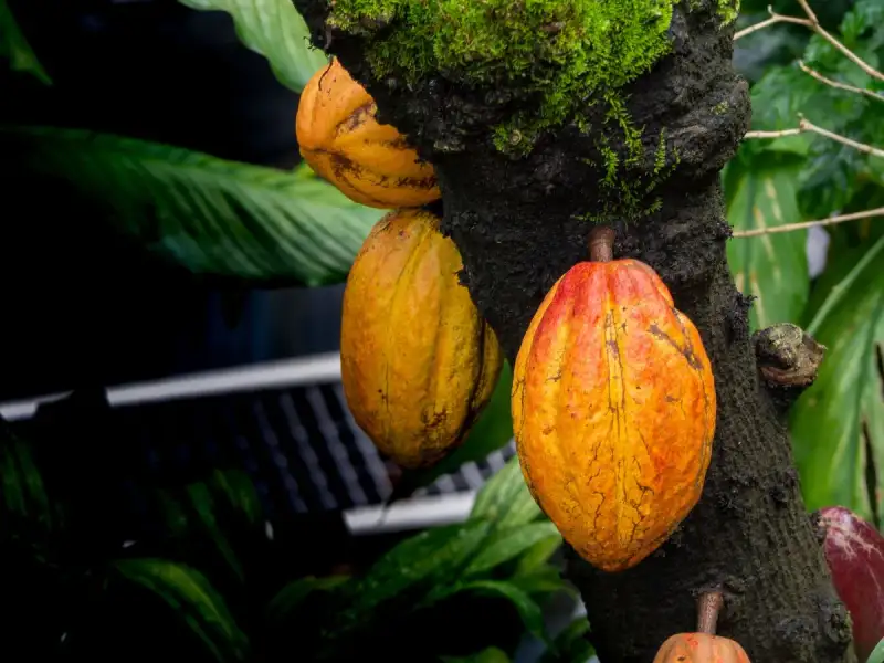 Ancient Cacao Pod