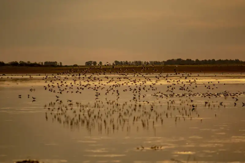 The Pantanal, Brazil: Unlocking the World’s Largest Wetland and Its Untamed Wildlife
