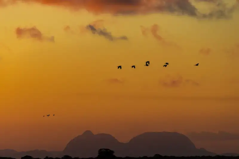 Pantanal sunset over water with birds