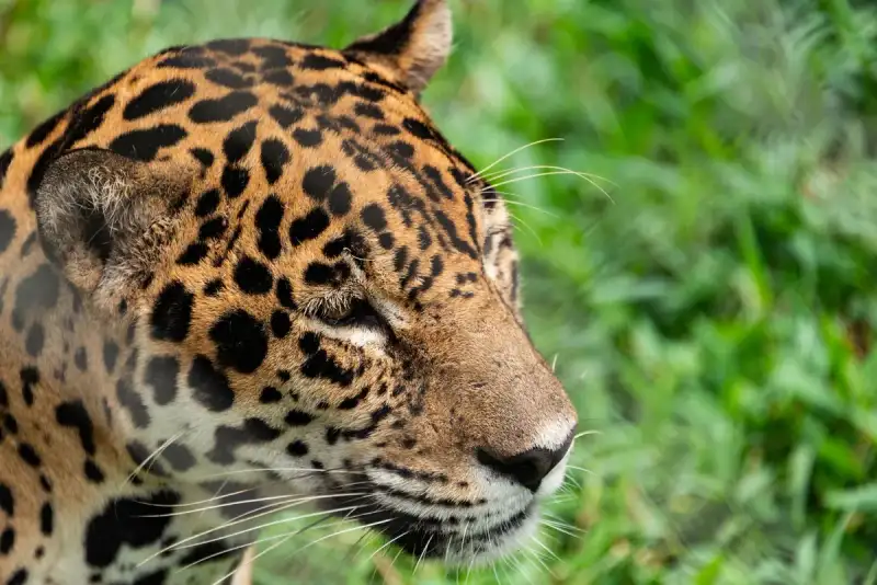 Jaguar in Pantanal wetland
