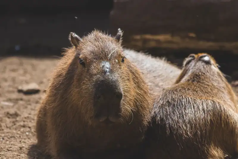 Pantanal landscape with capybara