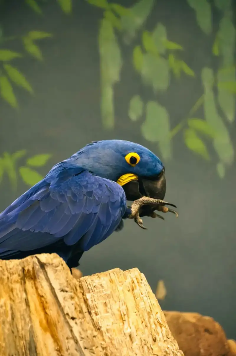 Hyacinth macaw in Pantanal