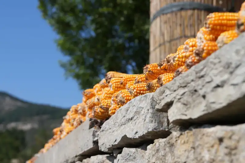 The bounty of the harvest: fresh corn and beans