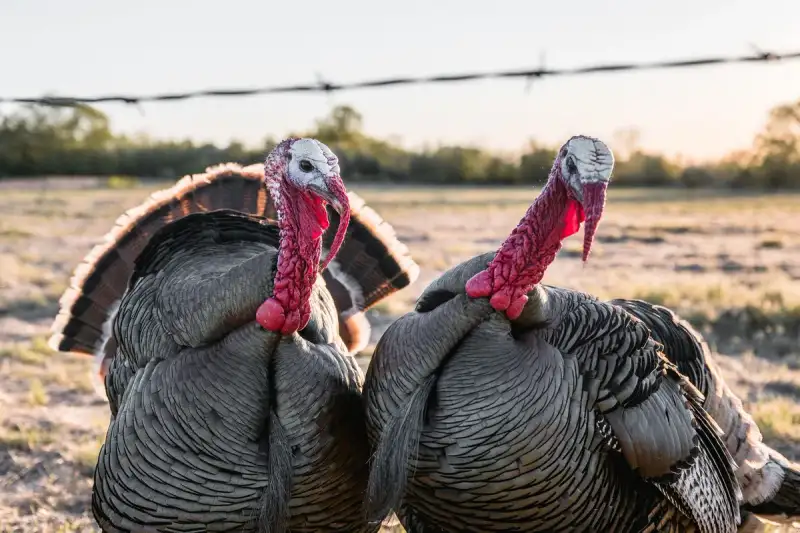 Preparing the ground turkey for a protein-rich meal