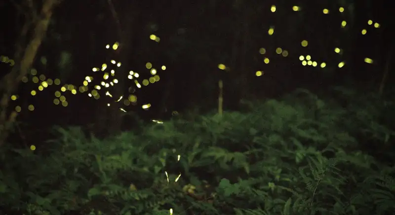 The Unseen Tapestry: Weaving Wonder into the Fabric of Reality with Magical Realism