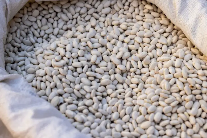 White Bean Nutrition